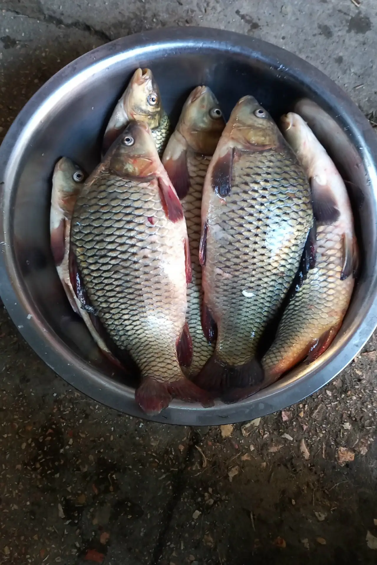 Продам свежую рыбу(карп)