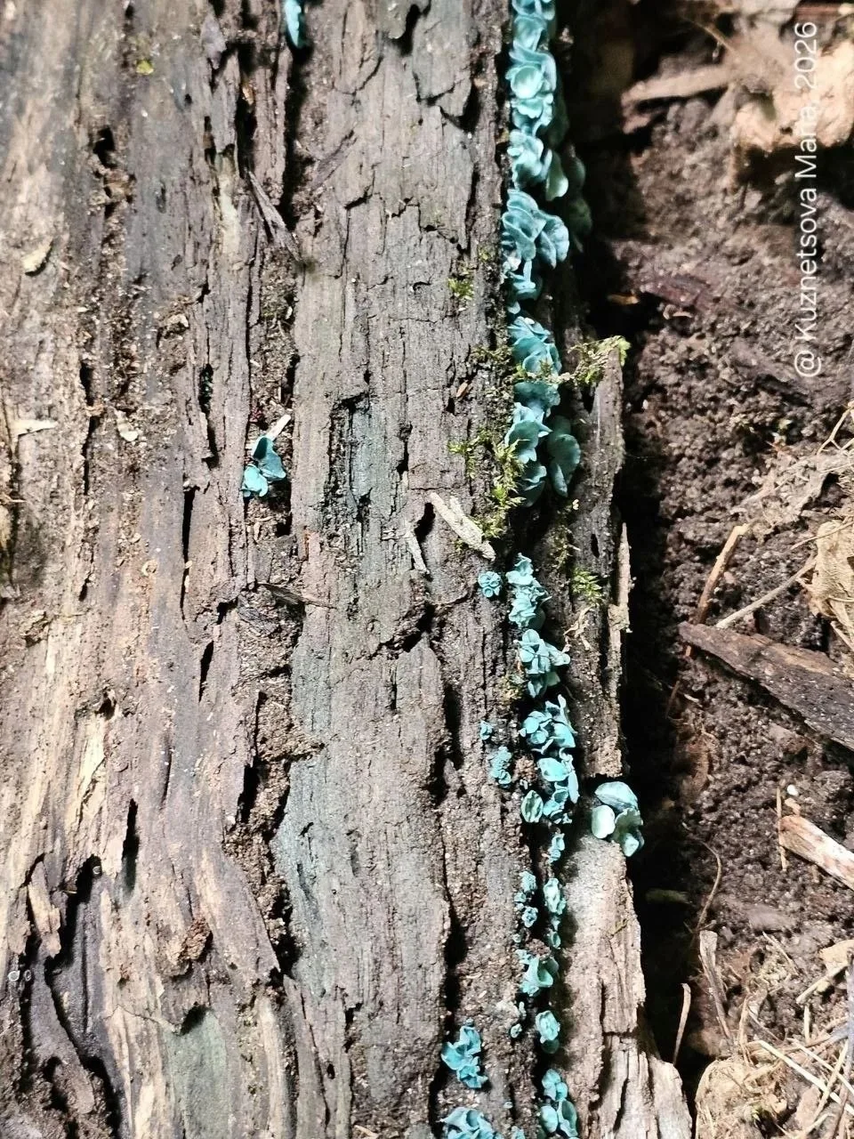 🍄Грибное ассорти в ульяновских лесах