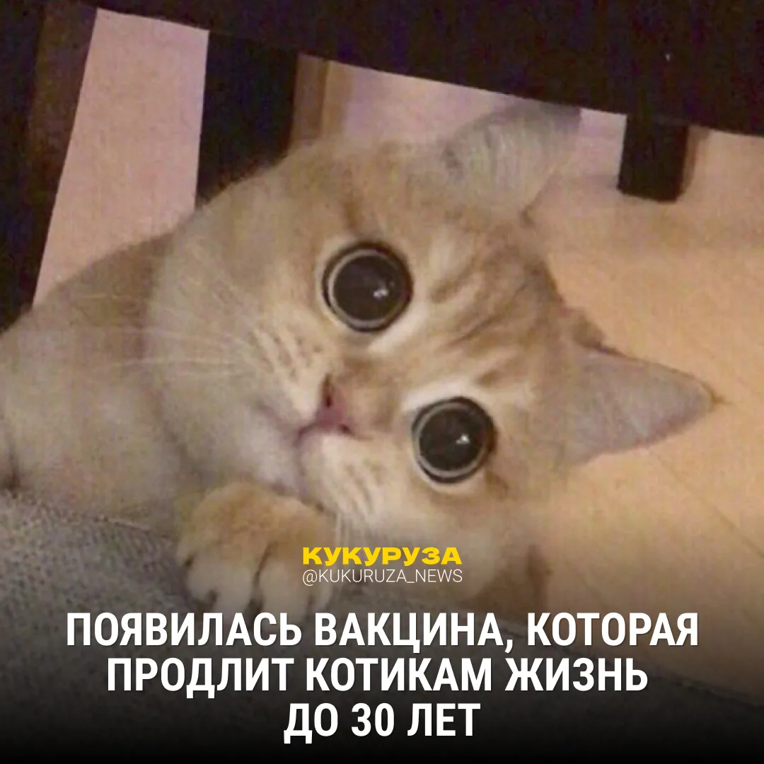 Вот бы все котики мира жили бесконечно🥹  👍 — я бы поддержал такое 👎 — я такое не поддерживаю  В Япон
