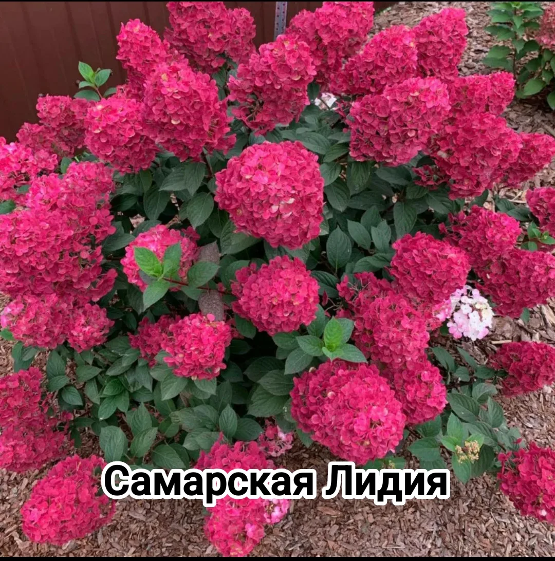 Гортензия Самарская Лидия🔥🔥🔥- метельчатая гортензия, компактный сорт-хамелеон высото...