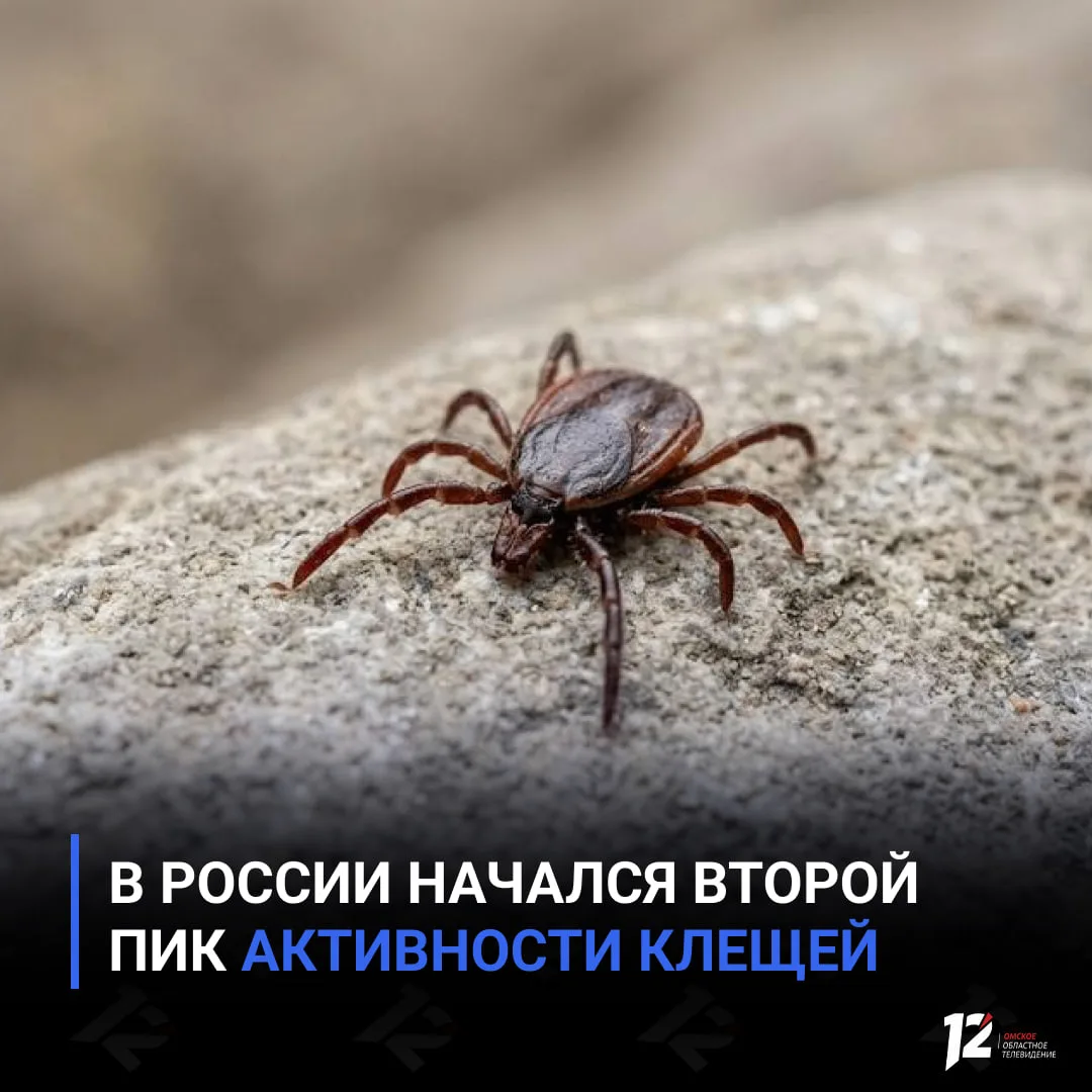 🕷 В России начался второй пик активности клещей