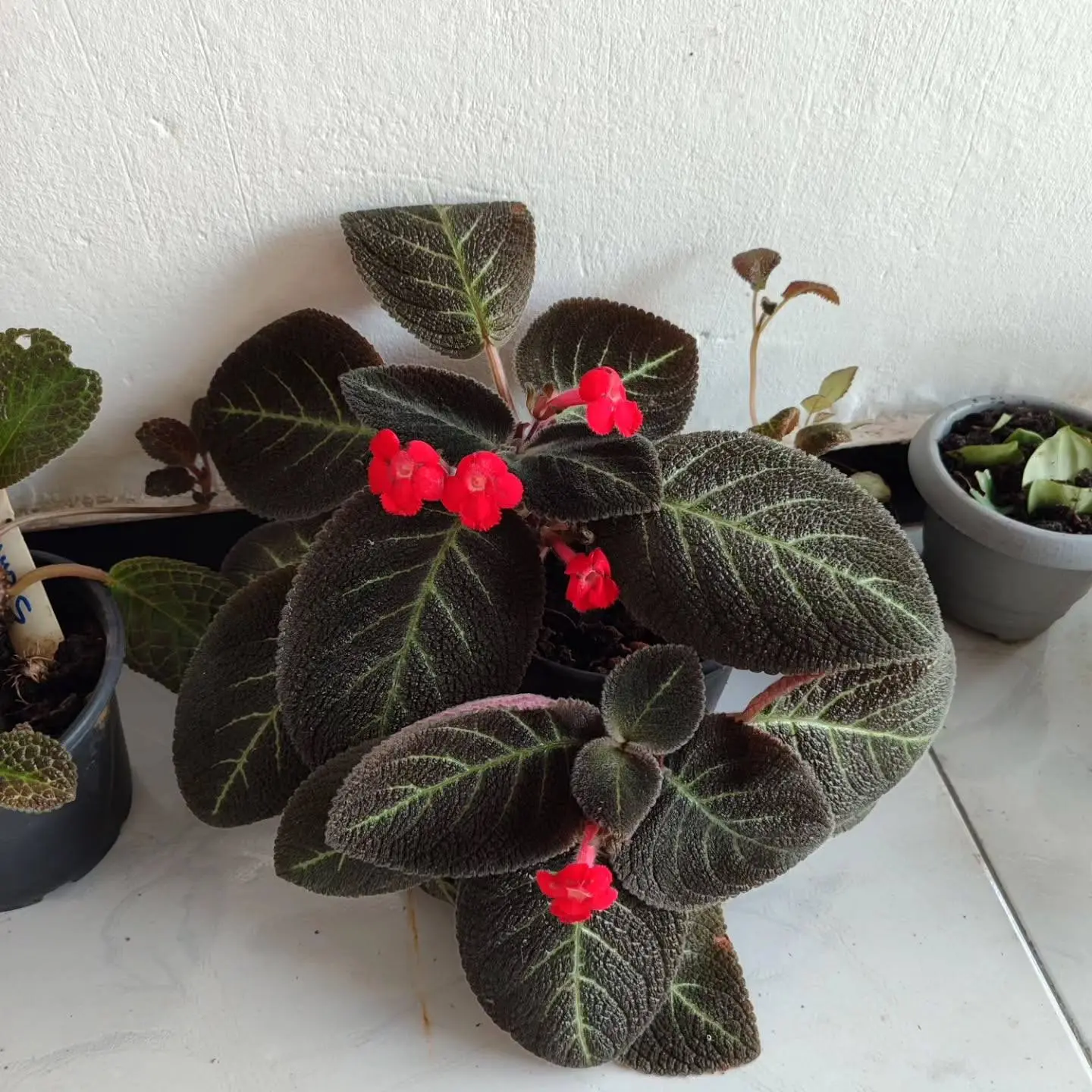 🌿 Эписция — яркая родственница узамбарской фиалки, которая покоряет с первого взгляда....