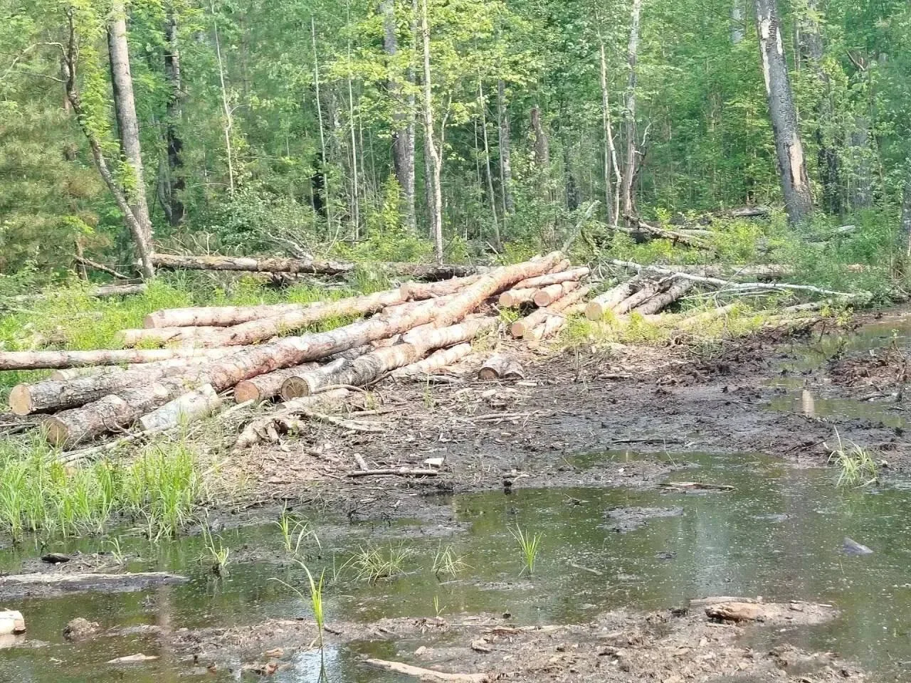 🌲 Вырубка леса на 5,7 млн — дело в суде