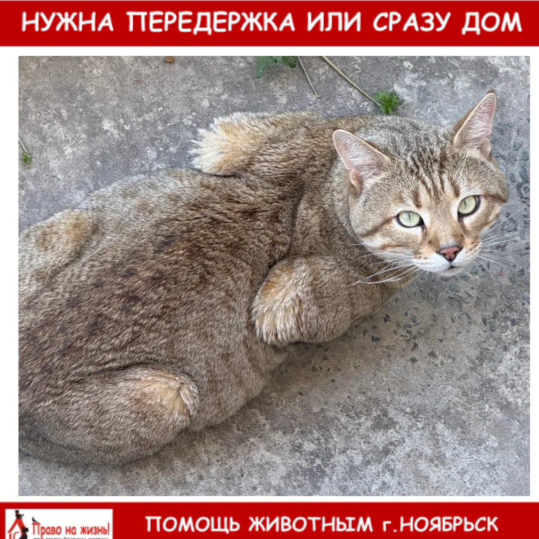 Кто потерял кису или может приютить? Школьная 23.