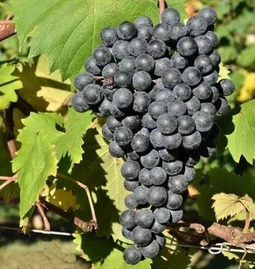 А теперь ответ🍷Кстати, многие угадали 💪🏻
Загадала я известный разве что знатокам вина автохтонный