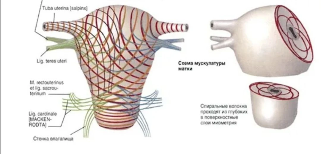 🧘‍♀️ Мазня до и после менструации: что ваша матка пытается вам сказать?

«Мария Владимировна, ну ма