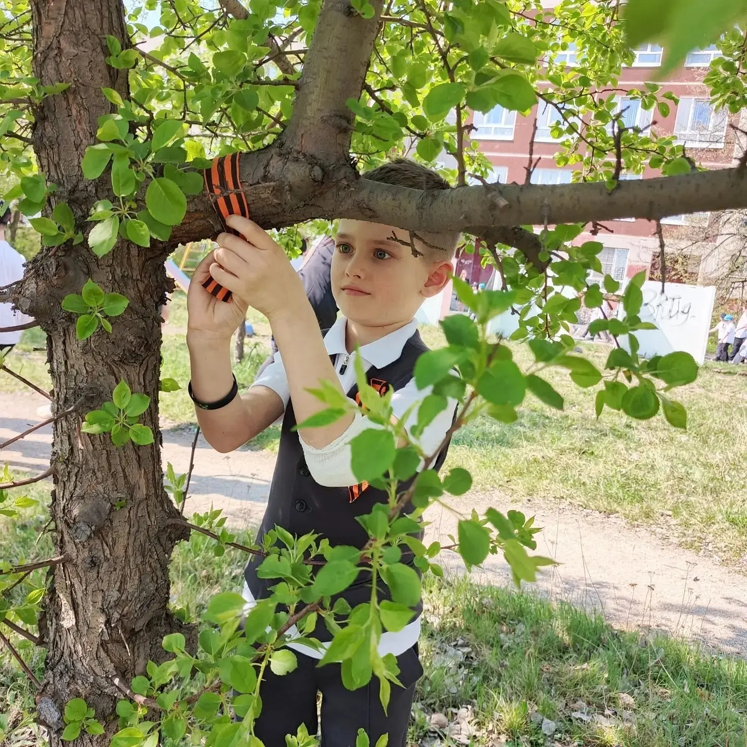 🌳  Георгиевская ленточка на Яблоневой аллее  ✅Каждый год в канун Дня Великой Победы Яблоневая аллея 