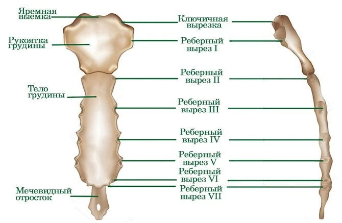 Грудина, sternum, — непарная кость удлиненной формы с передней несколько выпуклой повер...