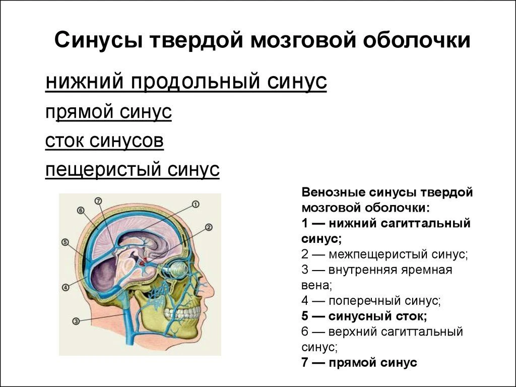 Синусы твердой мозговой оболочки