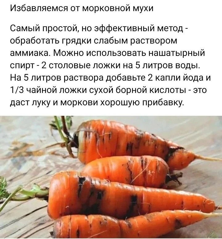 🥕 Защита моркови и лука от морковной мухи