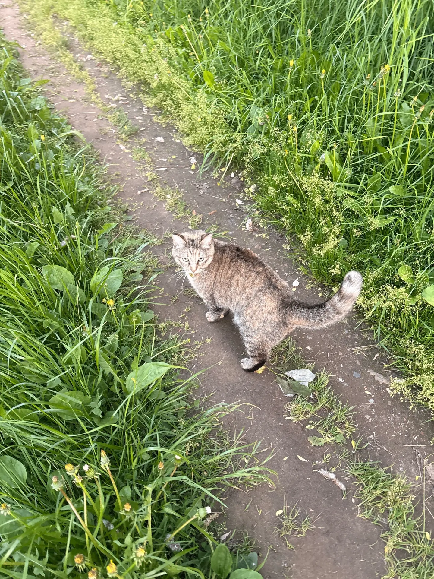 Кошка или кот. Около Морозова 145. Бегает ко всем, хочет выйти на дорогу, собьют ведь! На ошейнике н