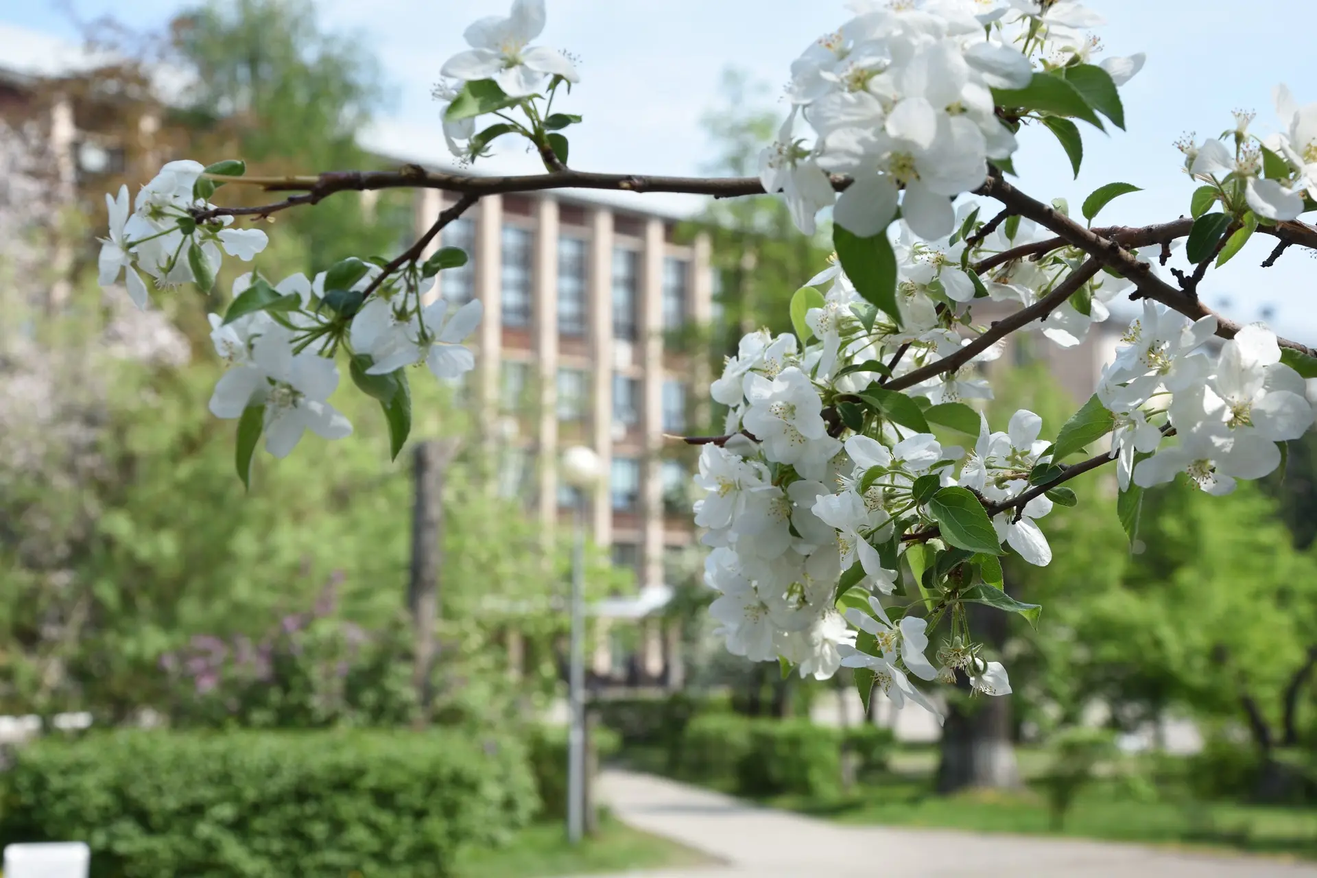 А за окном май 🌸  Красота вокруг, солнце, зелень — даже дорога до главного корпуса теперь радует. Вд