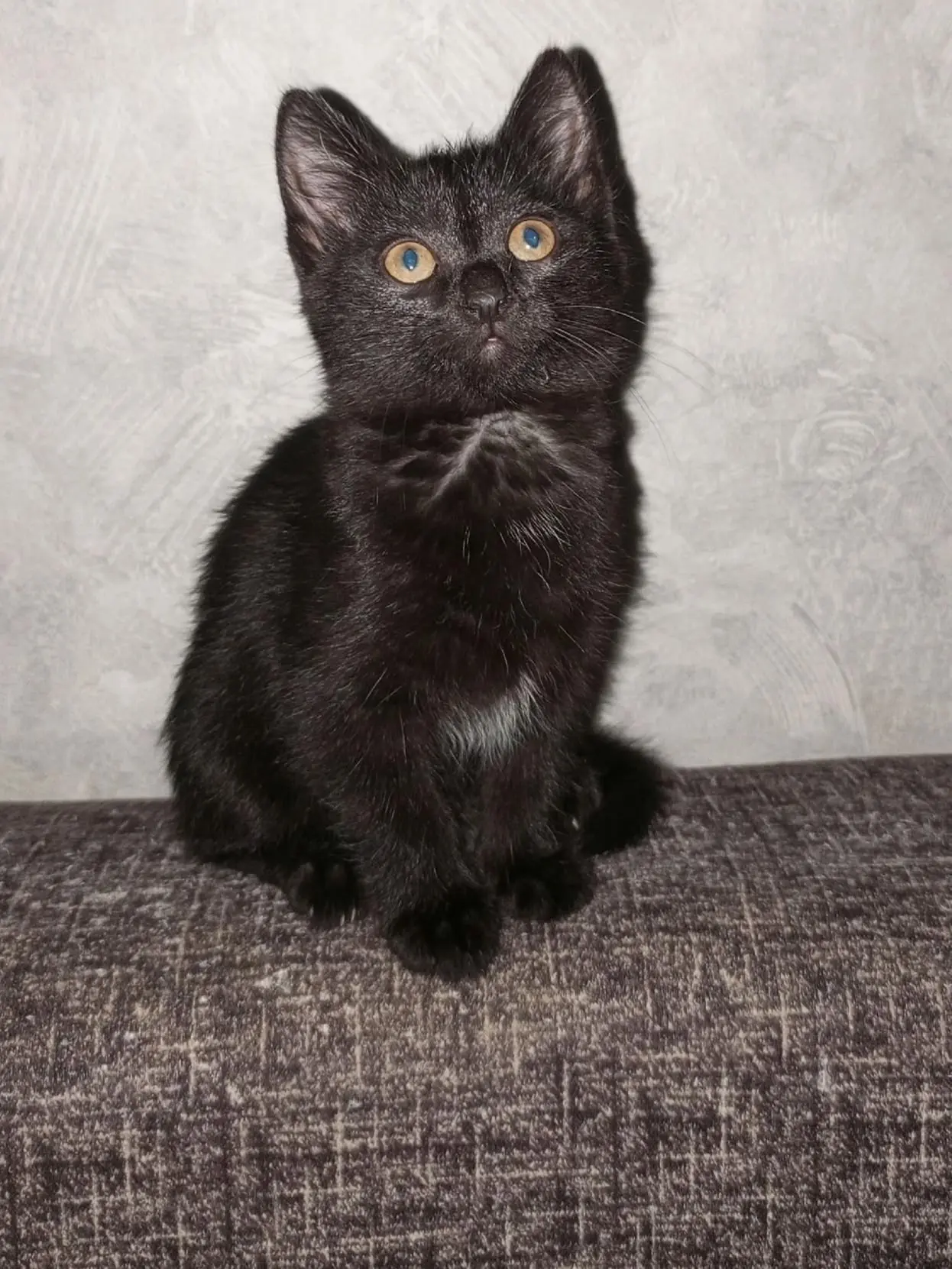 Котенку хочется домой.