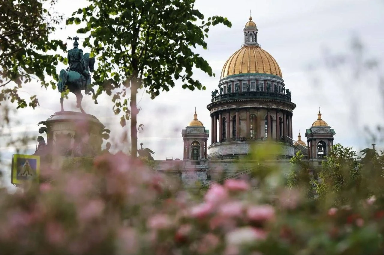 Саженцы бронницкого питомника украшают Петербург.