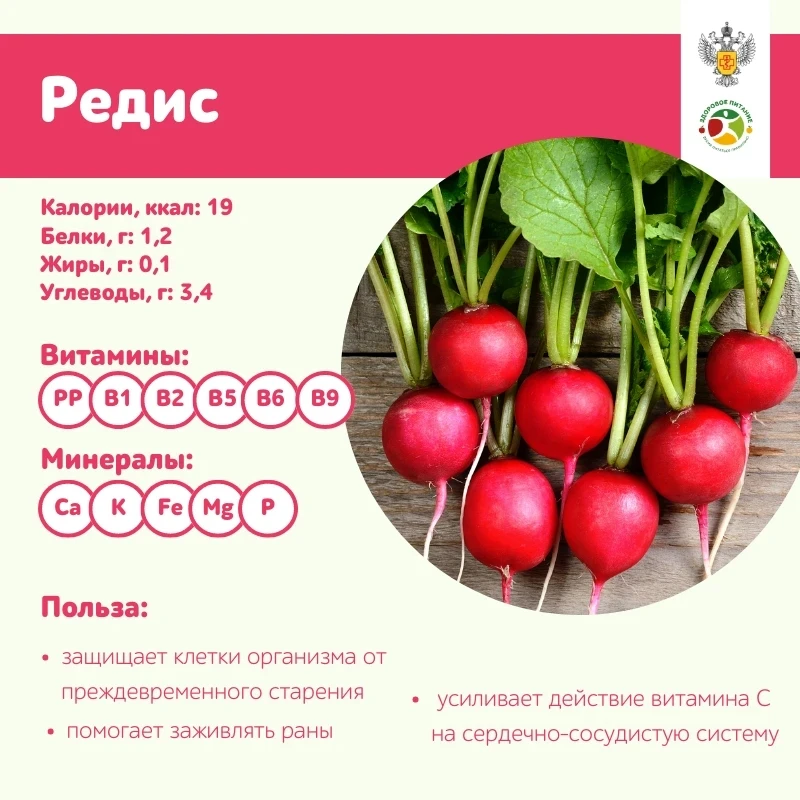 Редис: кому полезно, а кому нельзя

🔺 Редис — это настоящий диетический продукт, в нём очень мало к