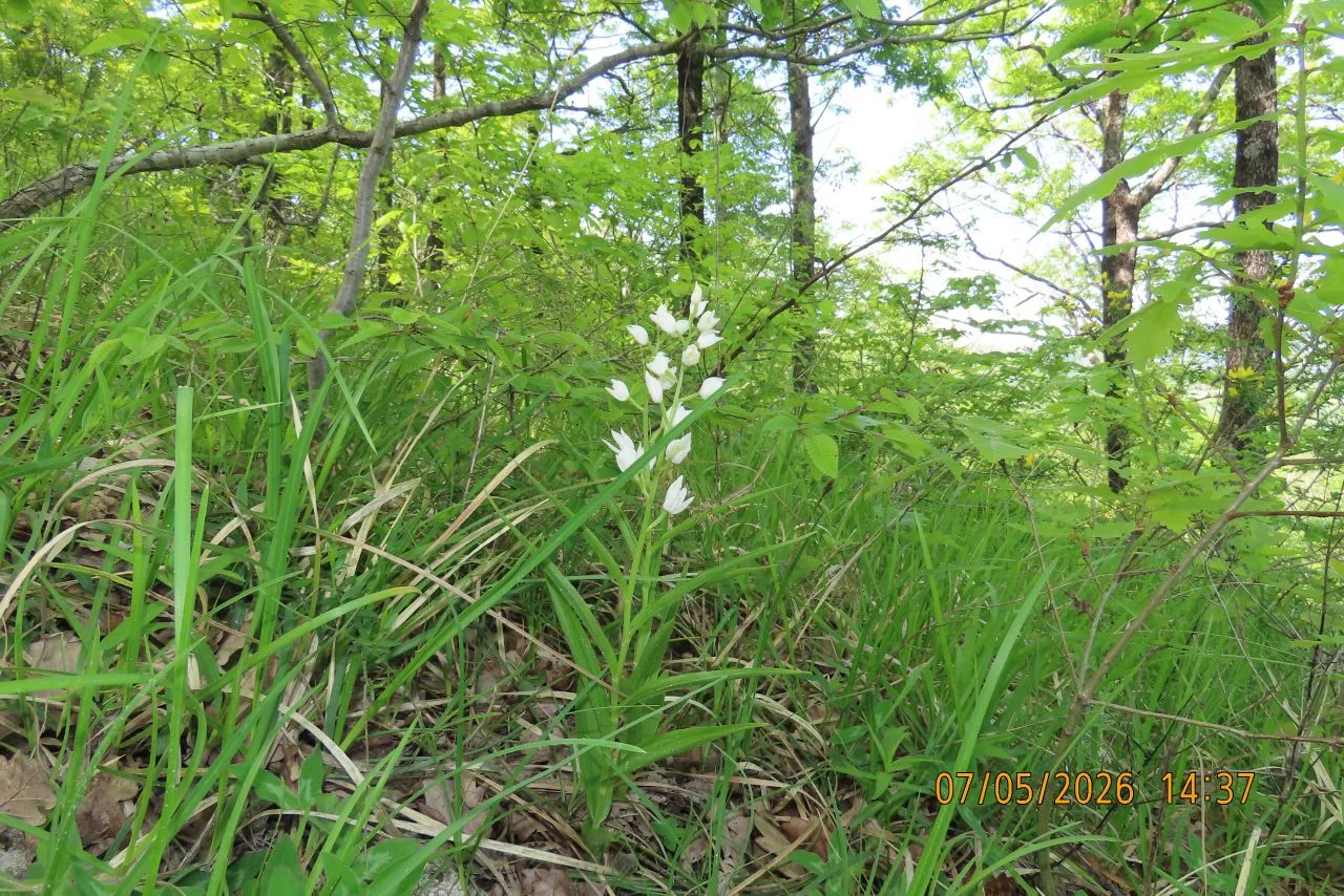 🌸О НАХОДКАХ «КРАСНОКНИЖНЫХ» ОРХИДЕЙ