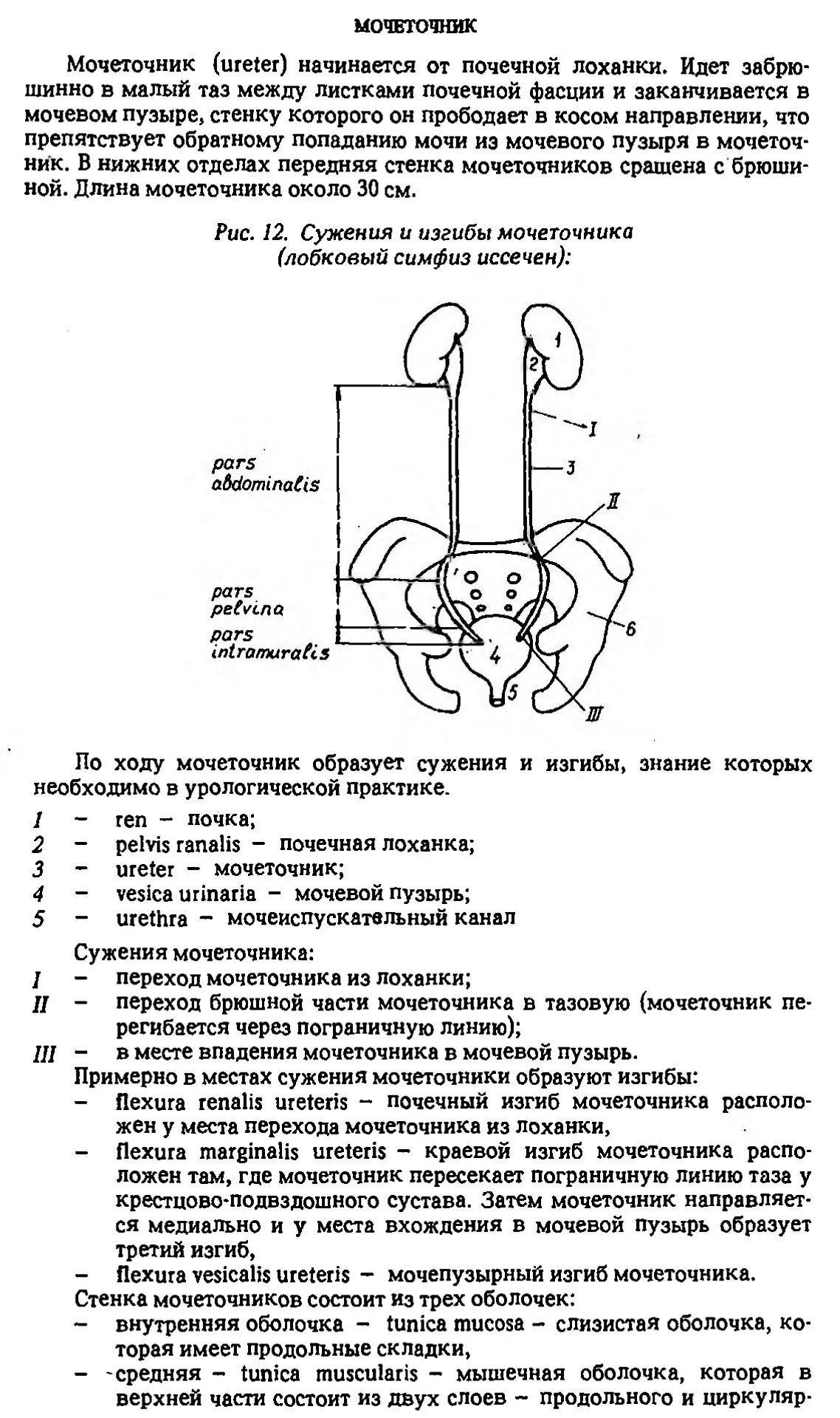 Мочеточники и мочевой пузырь