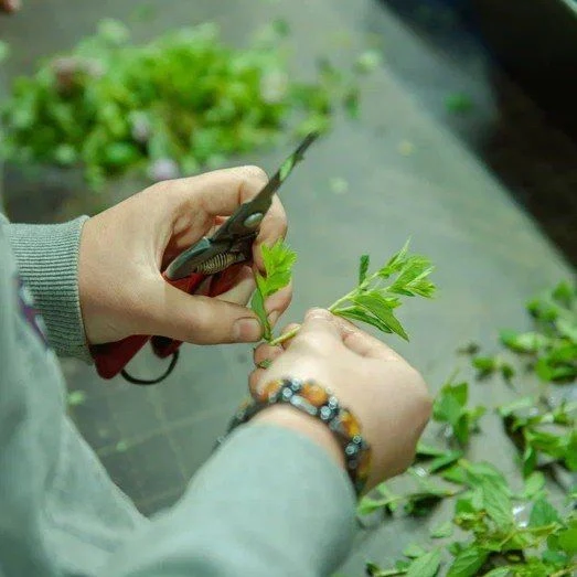 🌱Использование ауксинов для укоренения черенков

🔸Ауксин является природным фитогормоном, выполняю
