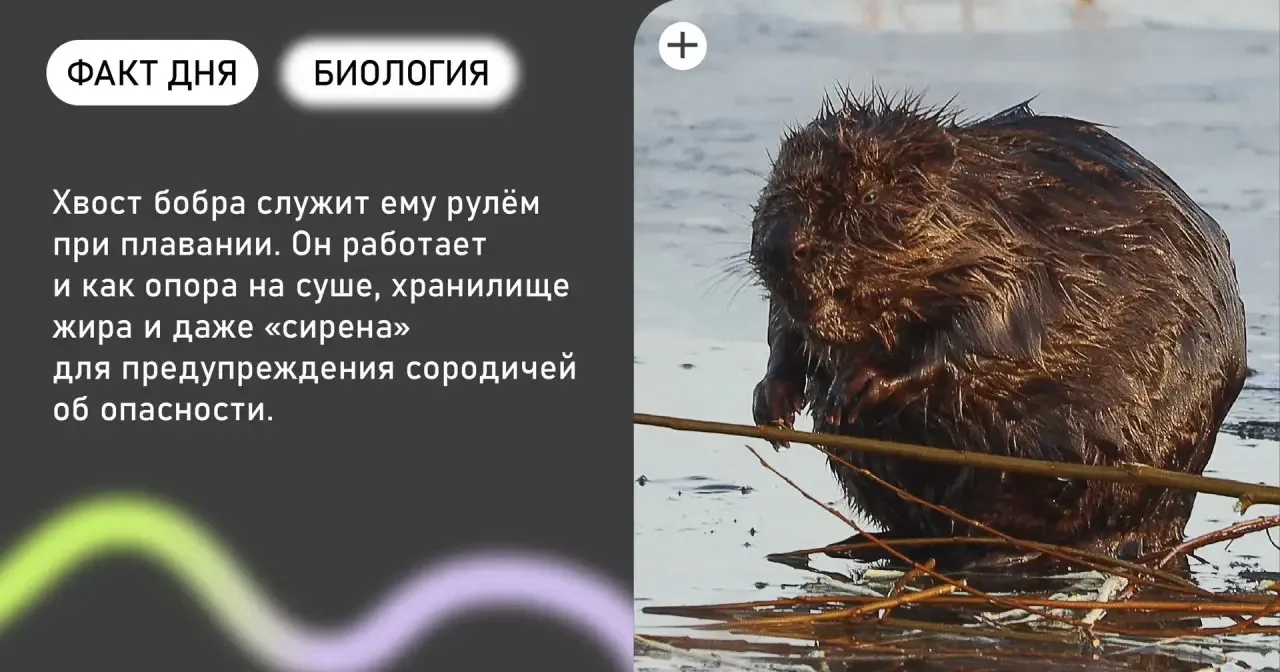 Знали?