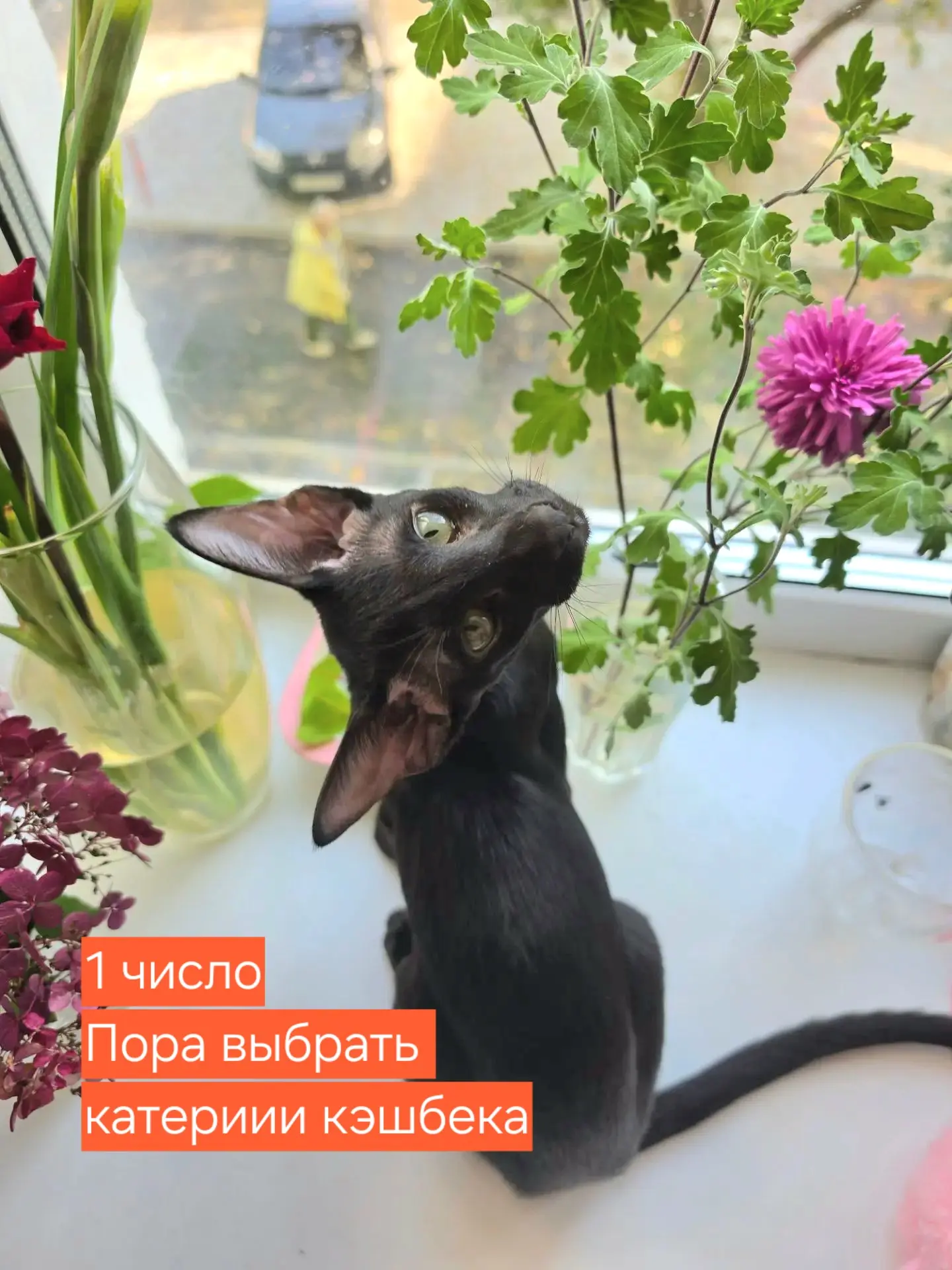 🔔 Спешу к вам с полезной напоминалкой. 1 число месяца – пришло время выбрать новые кат...