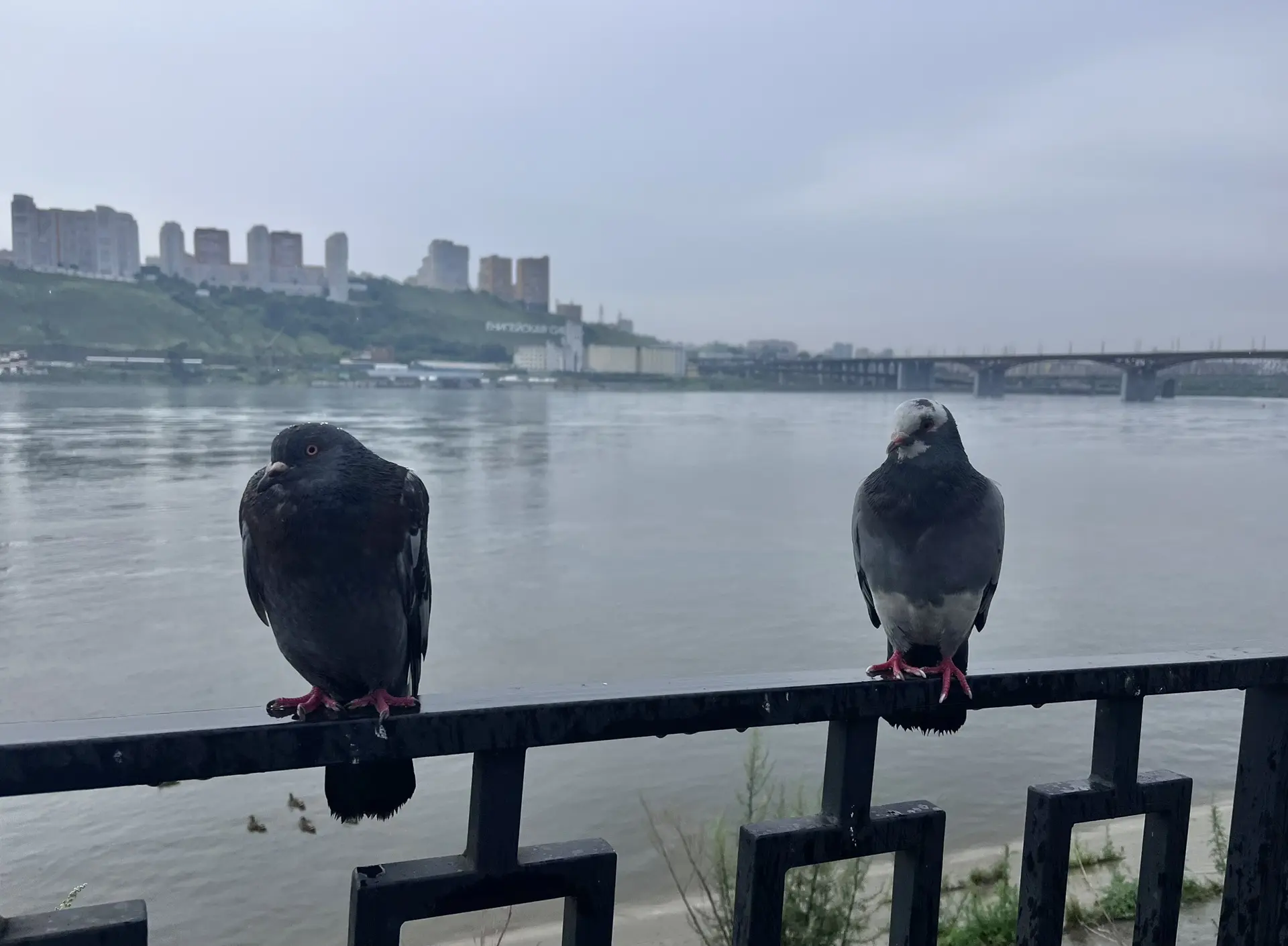 Доброе утро, дорогие подписчики! ☕️ Пусть эта пятница принесет вам отличные новости, ле...