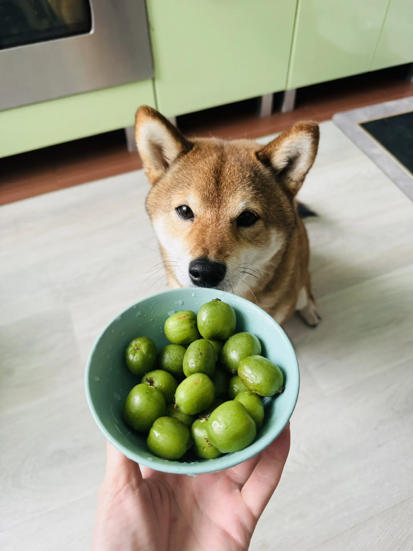 Актинидия! 🥝