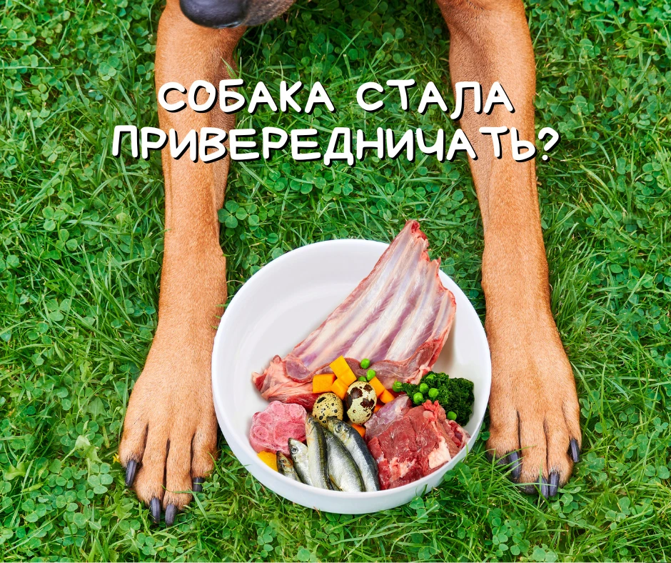 Собака стала привередничать? Иногда дело совсем не в характере