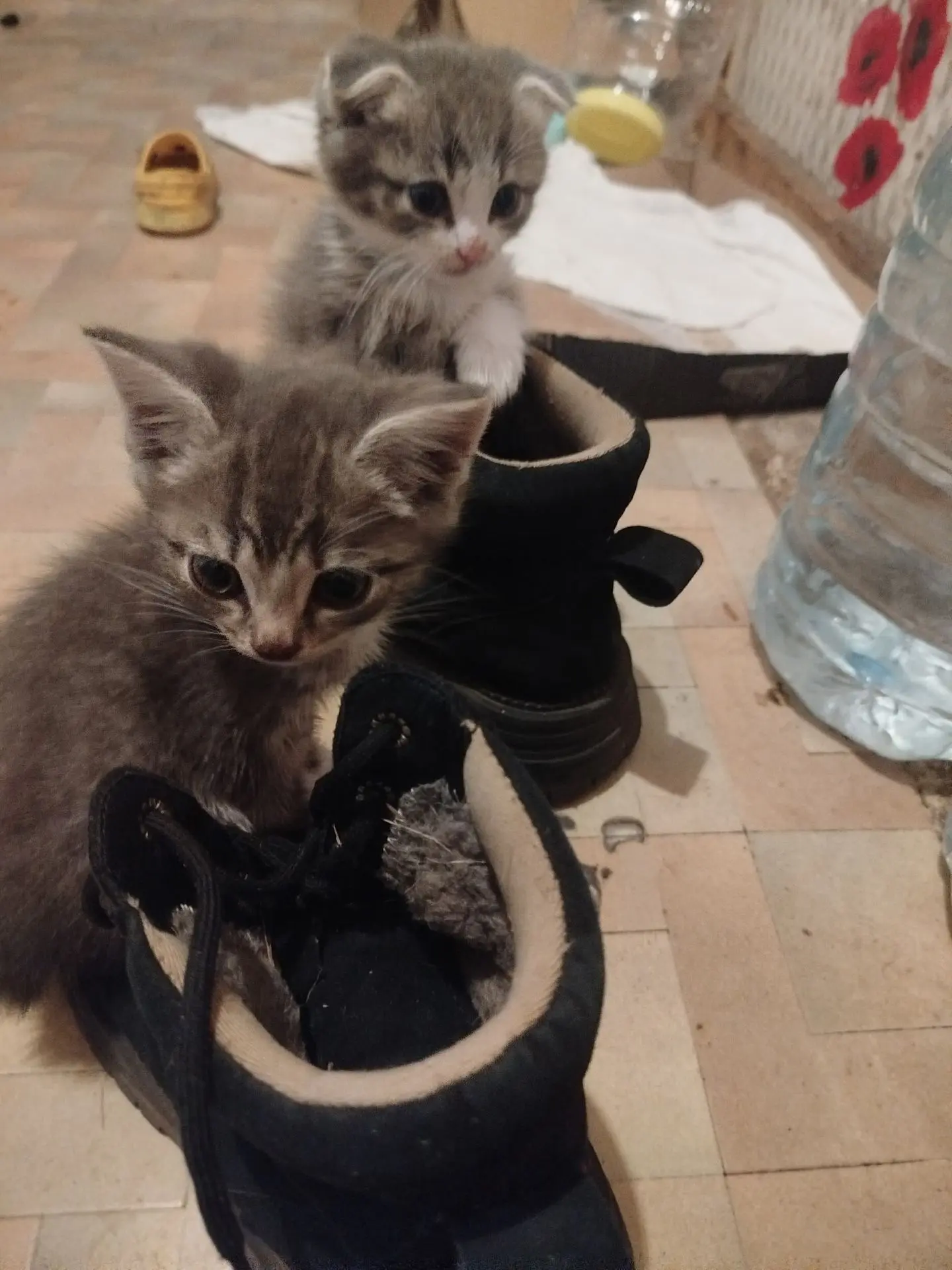 В добрые руки котики и кошечки, не крикливые, к лотку приучены. Привезу куда нужно.