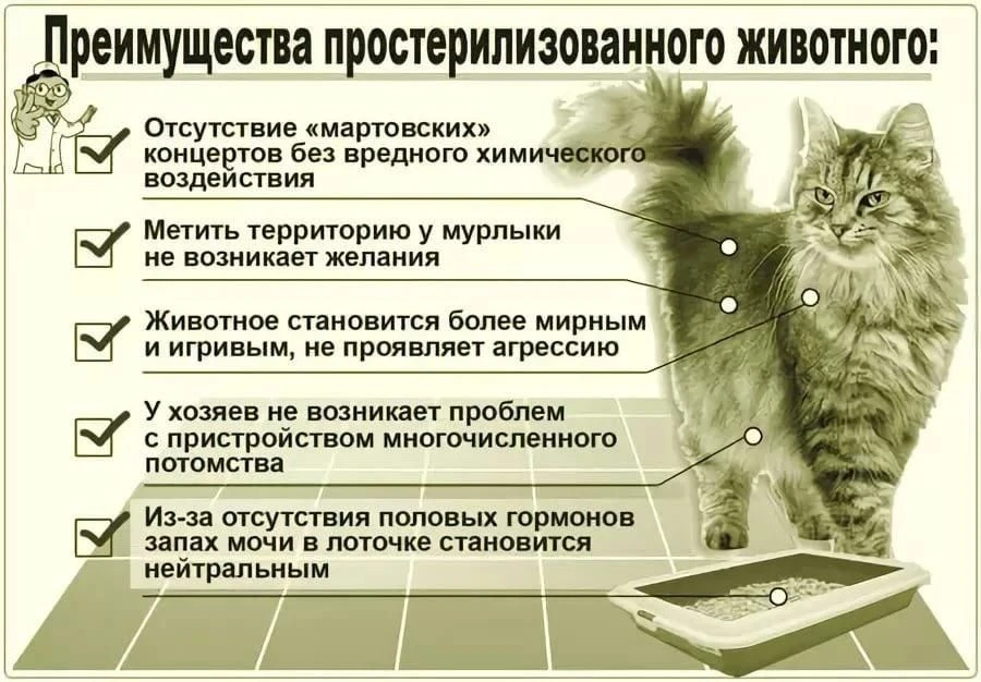 🐈 Преимущества простерилизованного животного!
