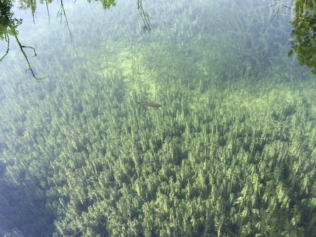#показалось лес🌲

МемоБосс