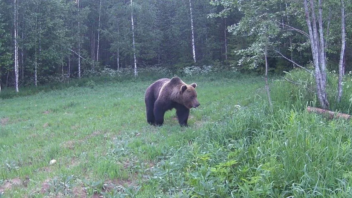 🐻 В Подмосковье участились случаи появления медведей в населённых пунктах: голодные жи...
