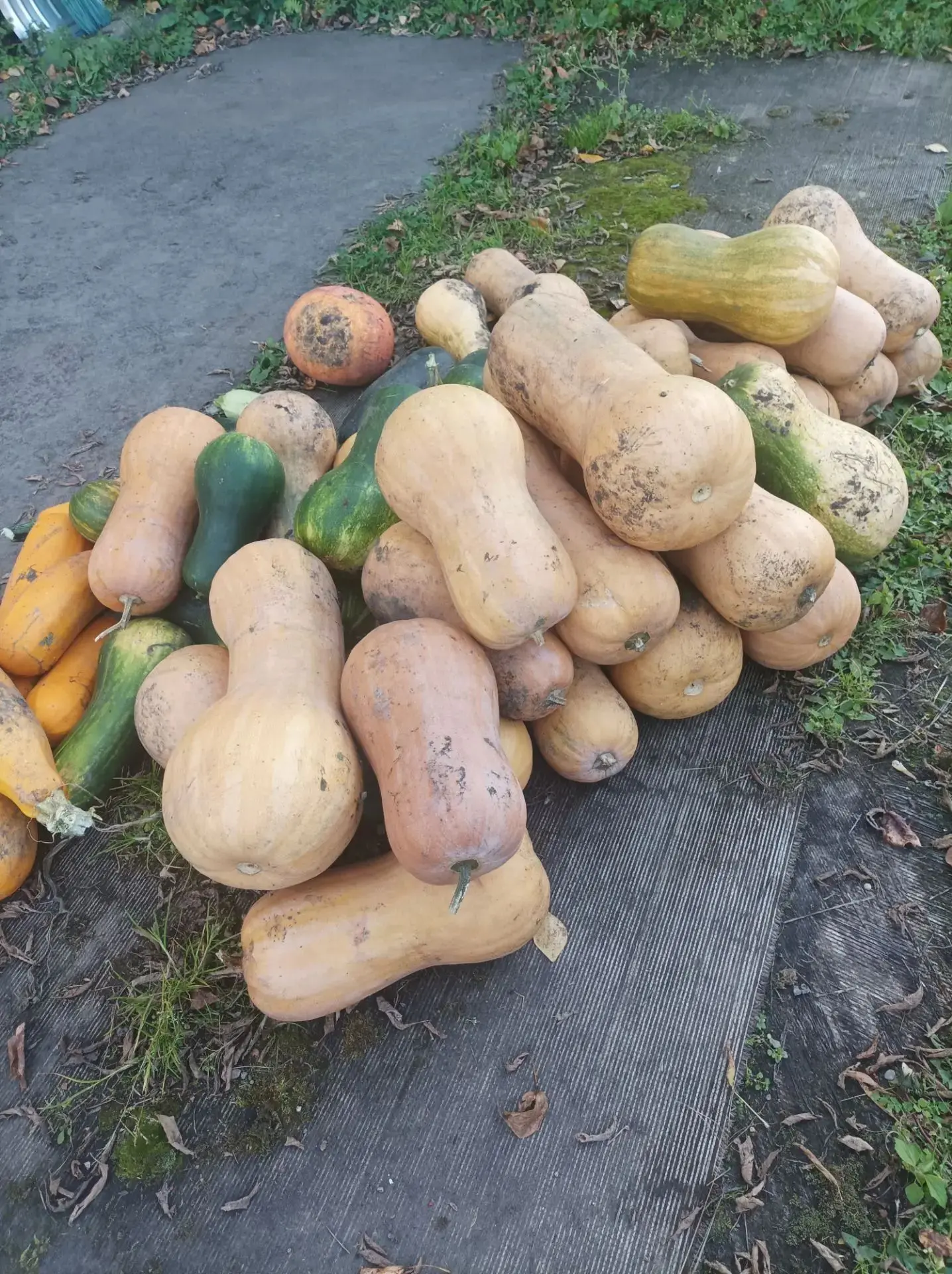 Продам тыкву сладкую кг 40 руб кг лдк  тлф 89510195116доставки нет