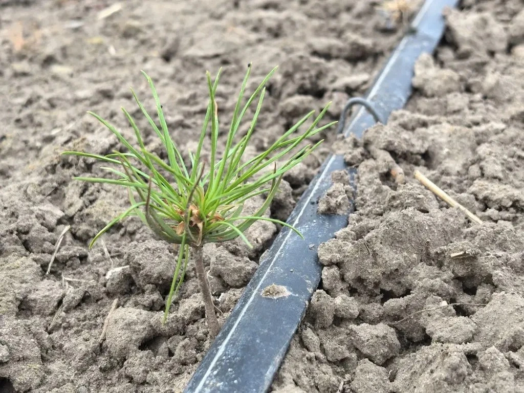 🌱 За каждым маленьким ростком стоит огромный труд! Заглянем «за кулисы» нашего лесного питомника?🌲