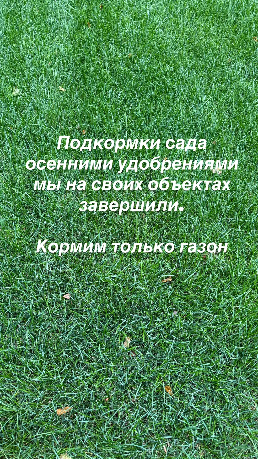 Кормить осенними удобрениями мы закончили!