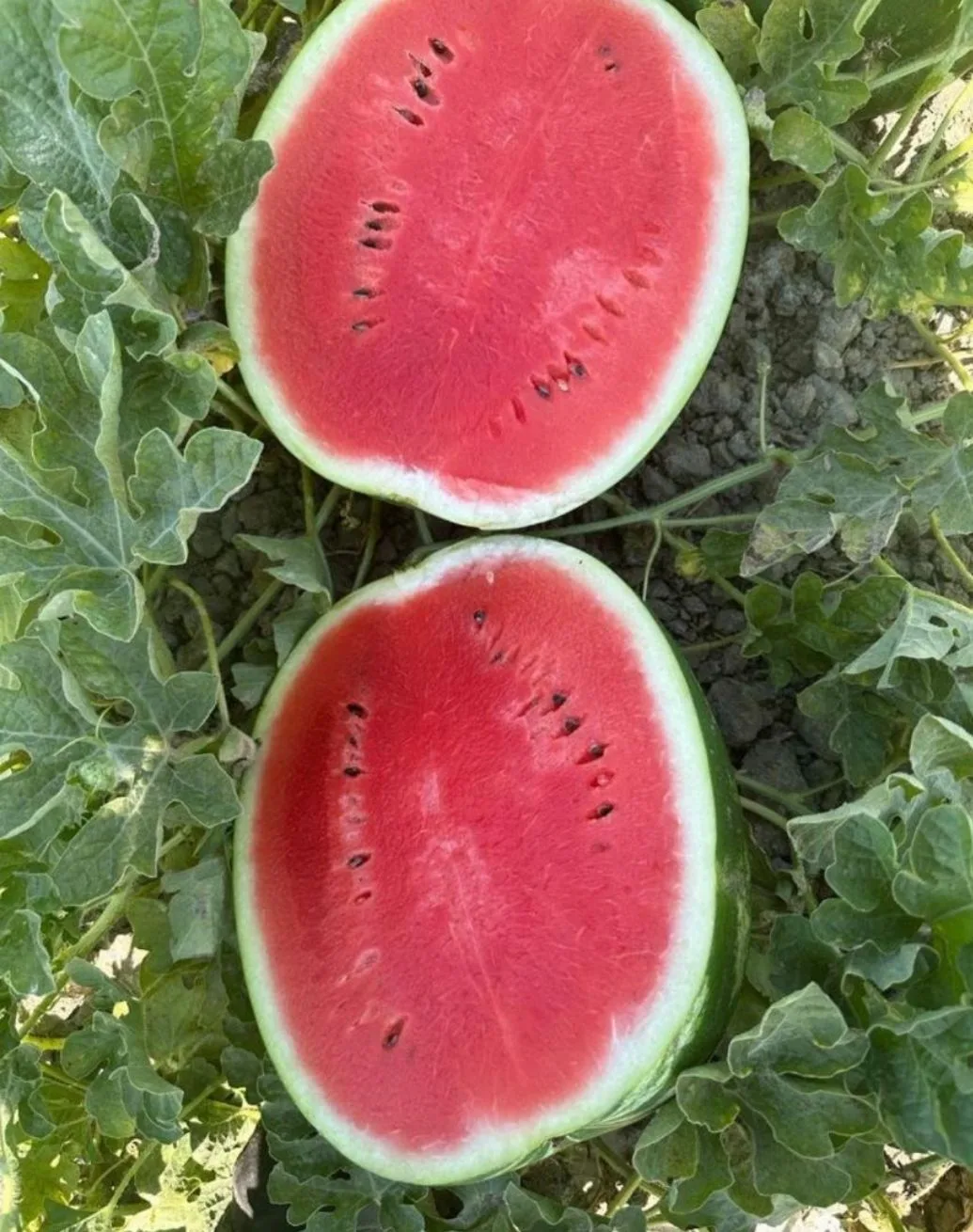 🍉☀️🍉☀️🍉☀️🍉☀️🍉

        А Р Б У З Ы

ГОД ЖДАЛИ... И ВОТ ОНИ! 😍❤️ 


Большая фура со спелыми арб