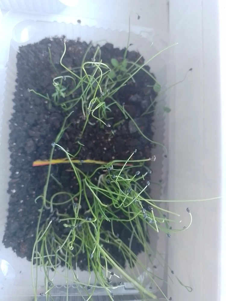 Доброе сибирское! 🌱