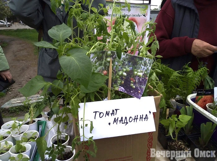 🍂 В Омске назвали даты проведения ярмарки «Золотая осень»