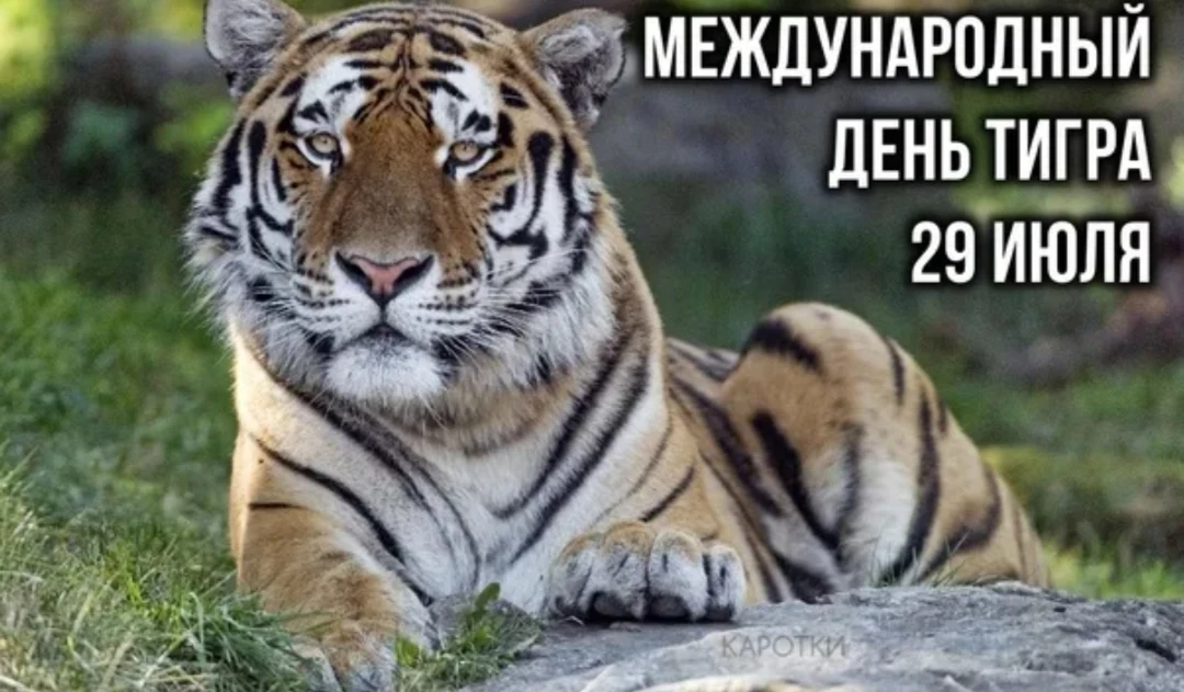 🐯Ежегодно 29 июля во всем 🌎 мире отмечается Международный день тигра. Этот праздник был учрежден в