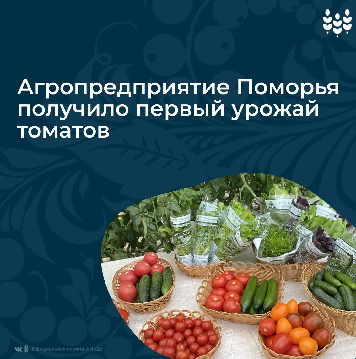 🍅 Более тонны томатов собрали на Северодвинском агрокомбинате – единственном в регионе...