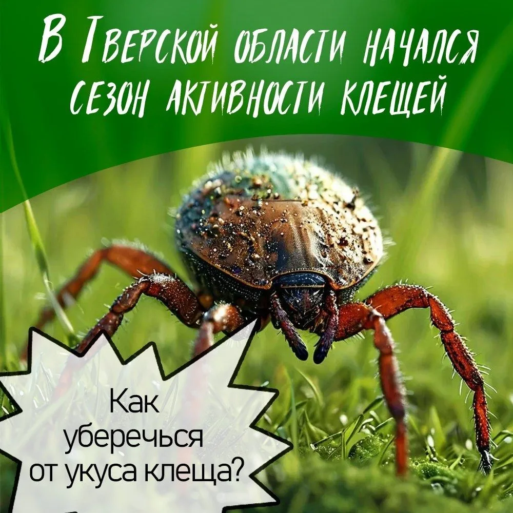 ❗ В Тверской области начался сезон активности клещей️

Укус клеща может вызвать не только покраснени