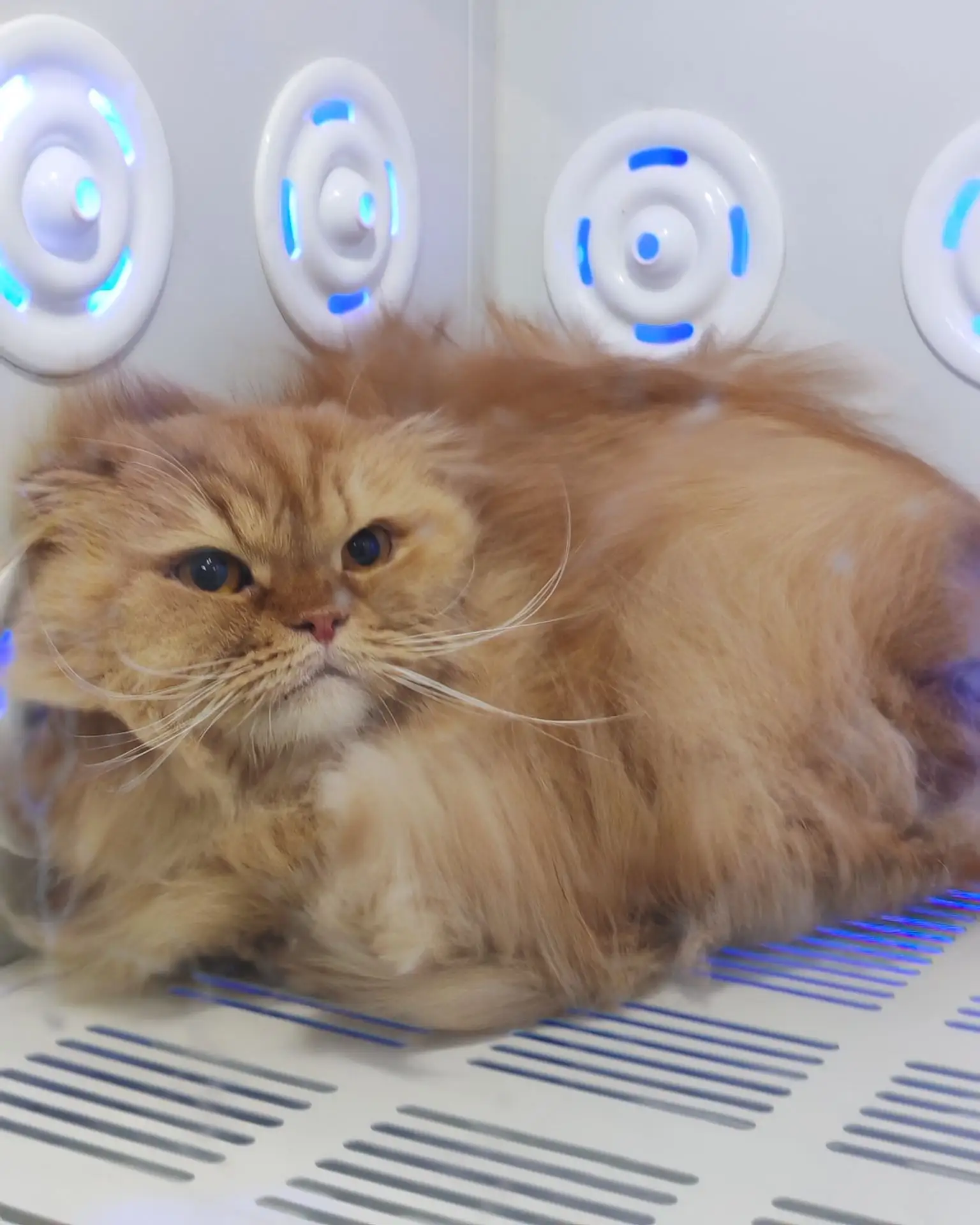 Кошечка - Маруся на комплексе 🐈‍⬛