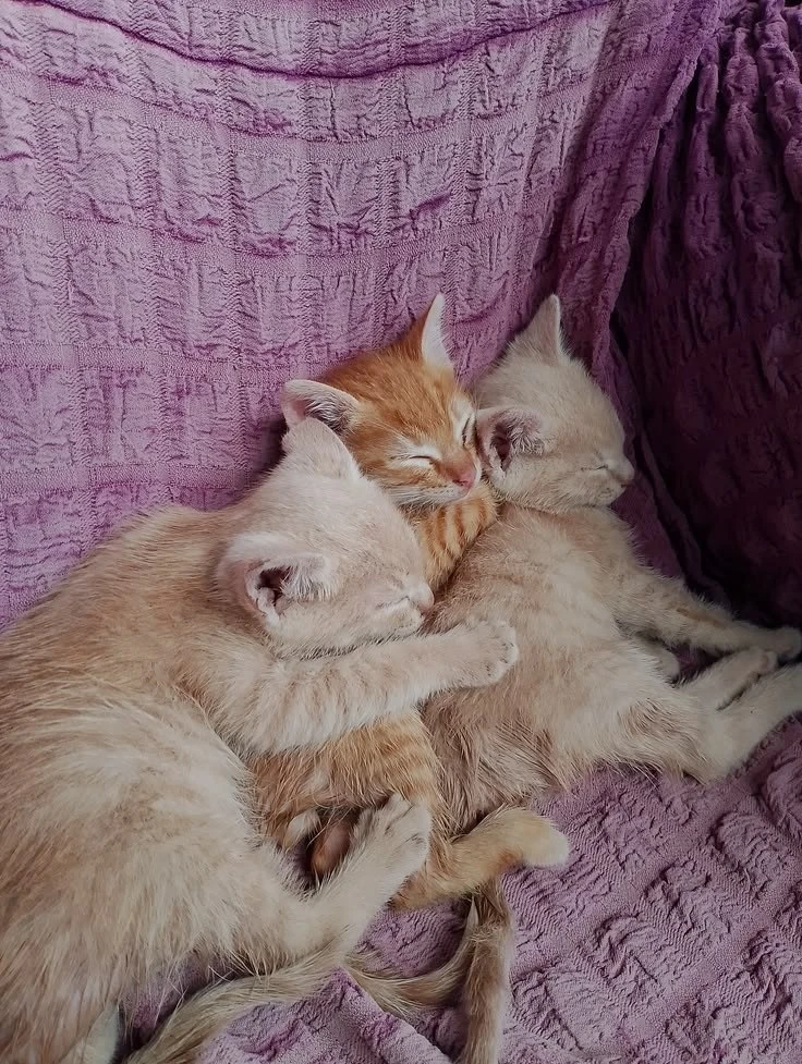 подпишись на котямбусы🐈