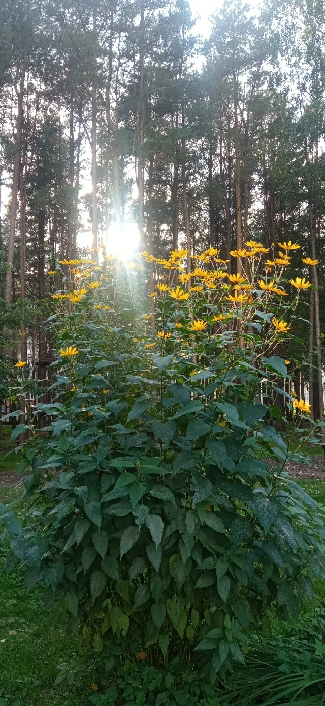 Летний топинамбур затерялся где-то в Мурино ❤