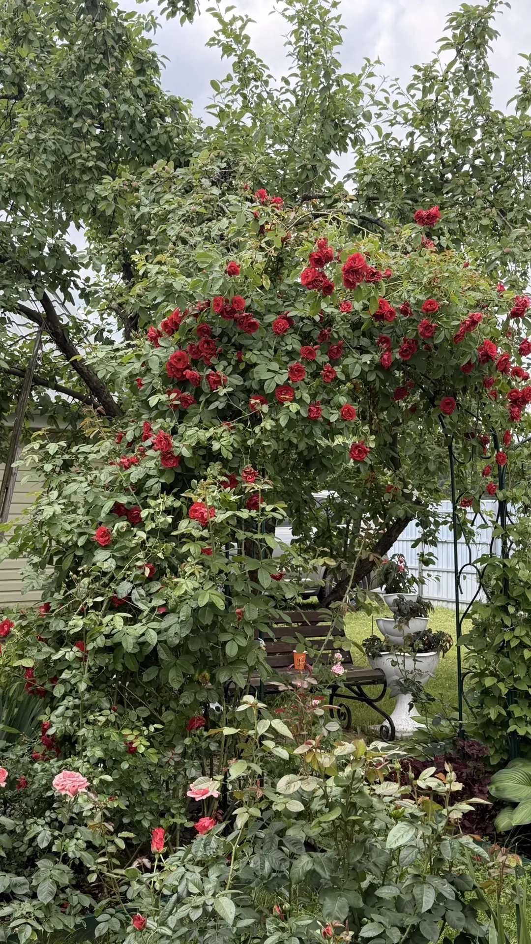 Много красоты вам в ленту в честь праздника из сада моей мамы💞

Всем спасибо за поздравления!