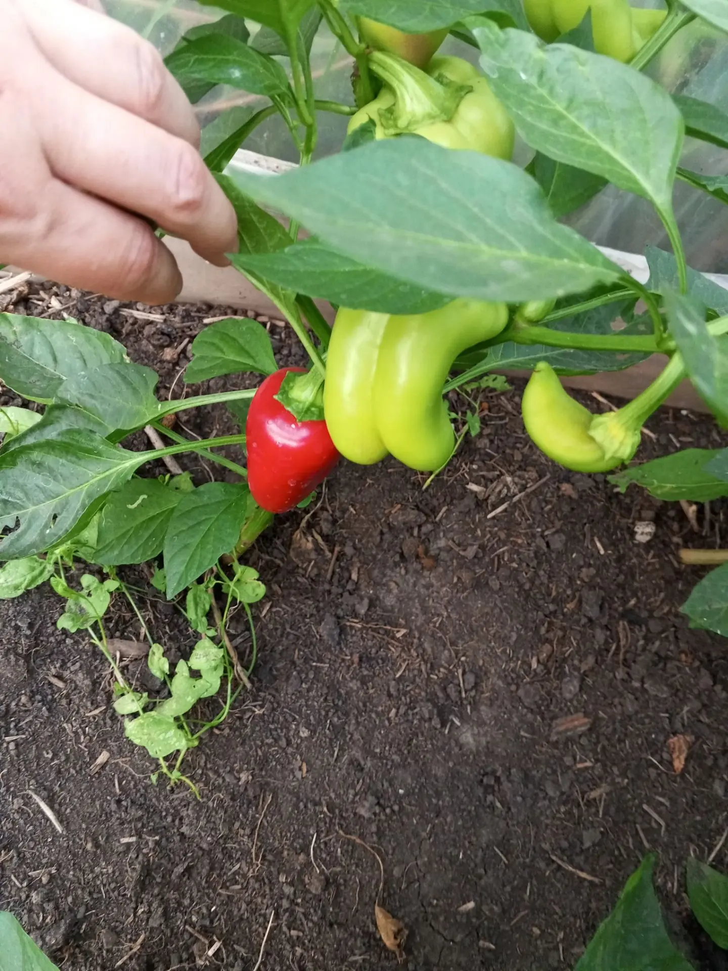 Первый красный перец 🌶