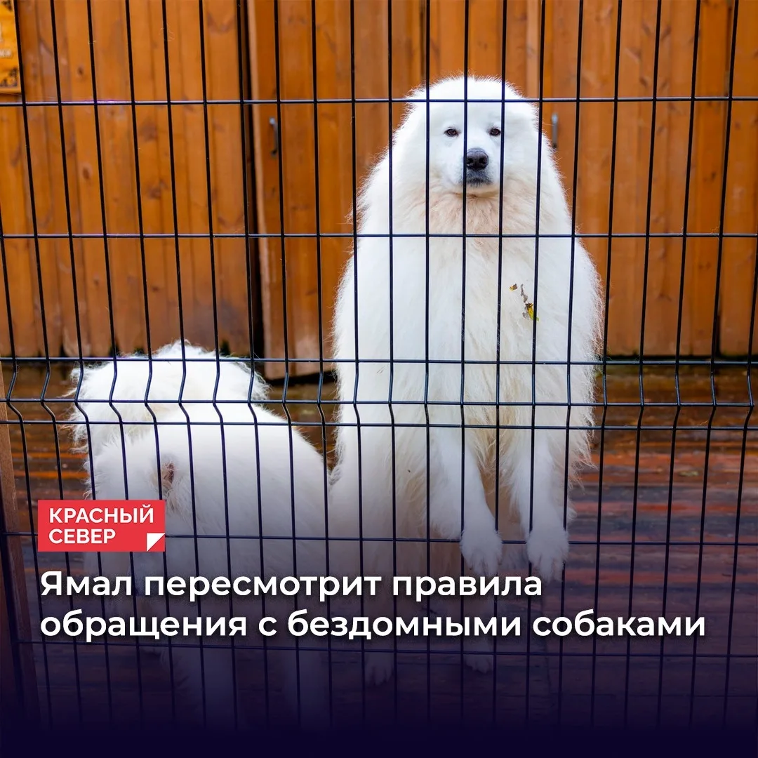 🐾 Депутаты округа доработают закон о безнадзорных животных: муниципалитеты внесут пред...