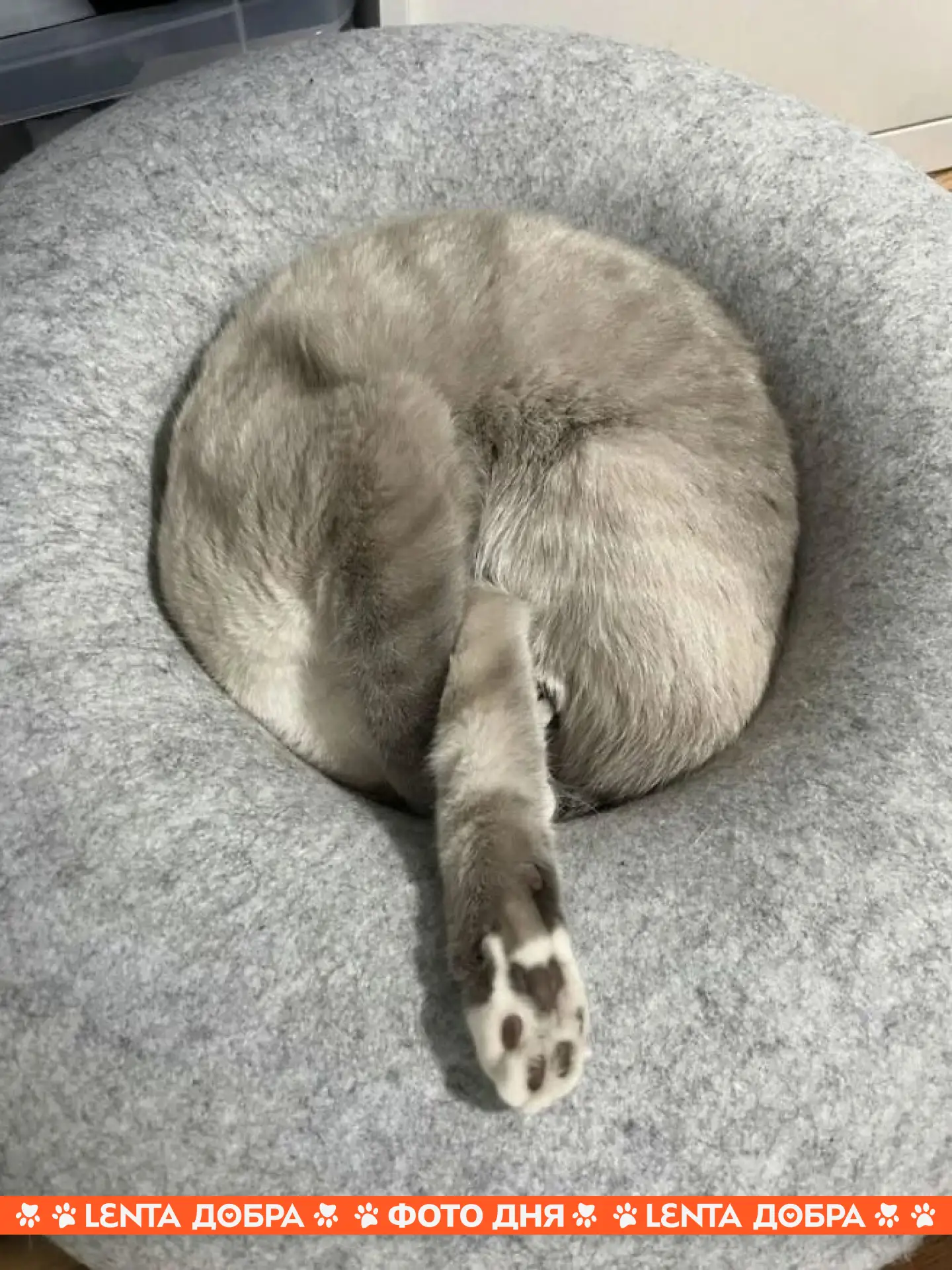 😆 Фото дня: лучшая поза для крепкого и здорового сна. Запоминайте!

🐾 Подпишись на Ленту добра