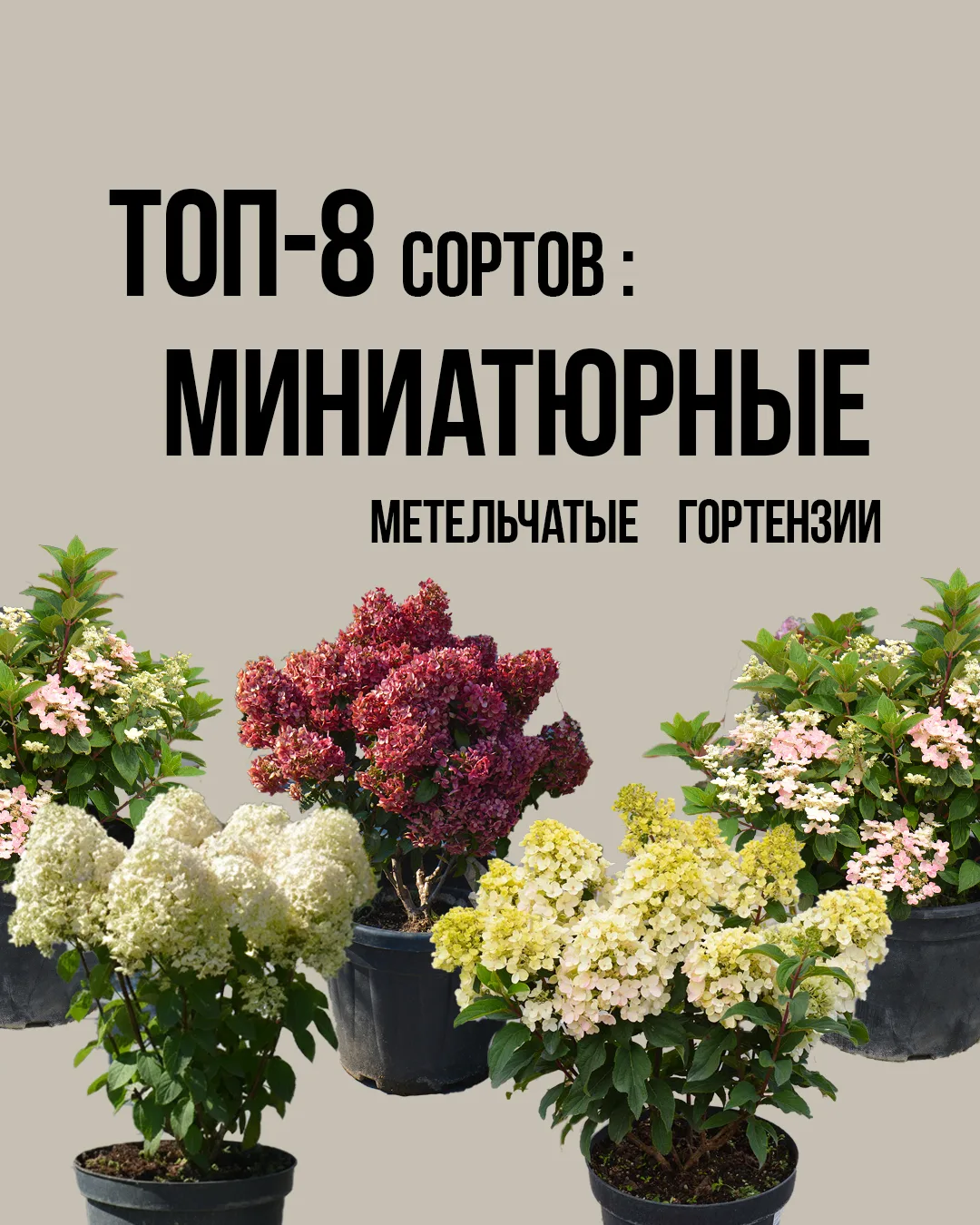 ТОП-8 миниатюрных метельчатых гортензий

Идеальное решение для маленьких садов и контейнеров — компа