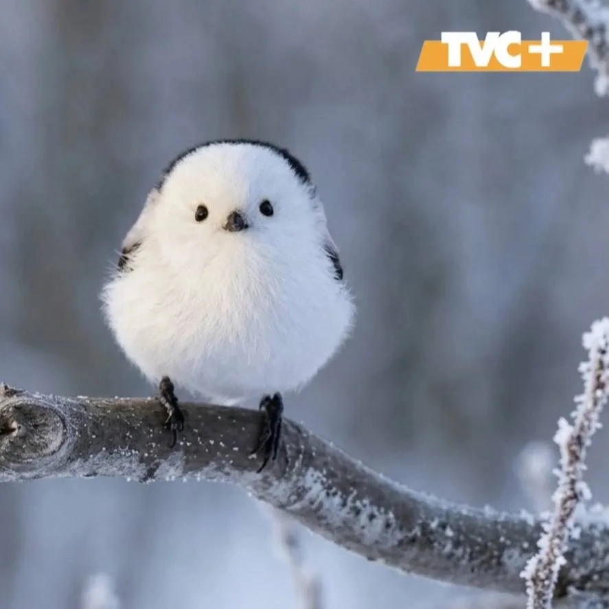 В МИРЕ ЖИВОТНЫХ