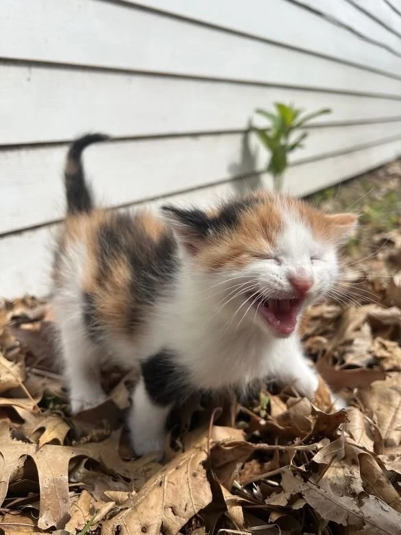 подпишись на котямбусы🐈